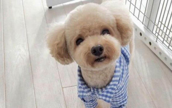 買狗狗去哪里買比較好