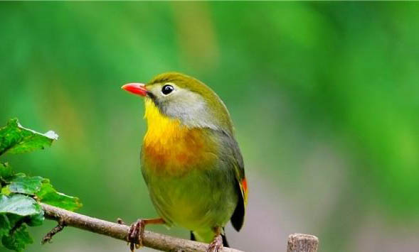 相思鳥和文鳥哪個好養(yǎng)