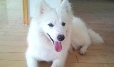 銀狐犬和博美哪個(gè)貴