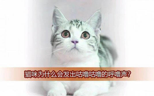 貓喉嚨痛不吃東西的原因