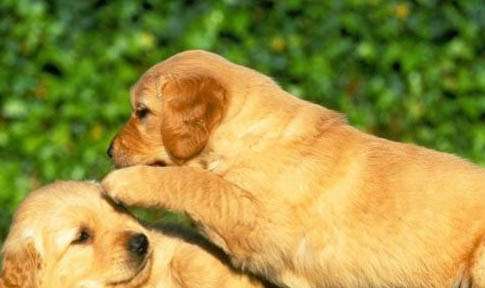 棉花面紗犬哪里有賣