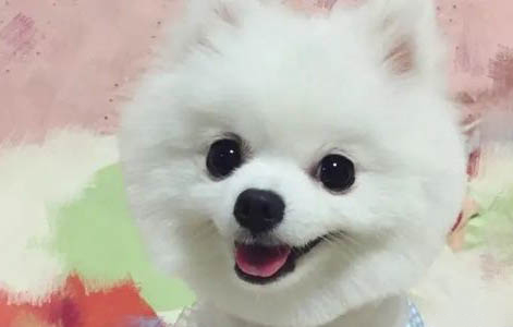 純種博美犬的特征有哪些