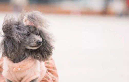 狗總是打嗝怎么辦?
