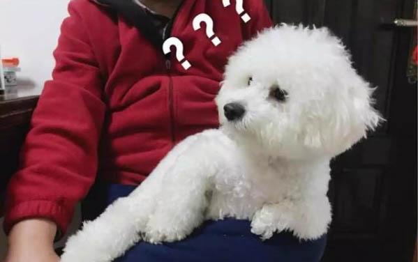 比熊可以吃獼猴桃么