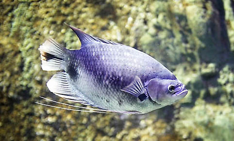 金龍魚和銀龍魚能混養(yǎng)嗎