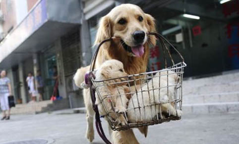 馴育:15種讓狗狗安靜的方法