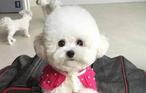 狗狗細小病毒好了 還會攜帶病毒嗎