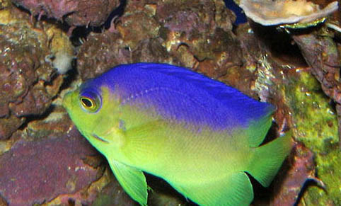 養七彩神仙魚用什么缸
