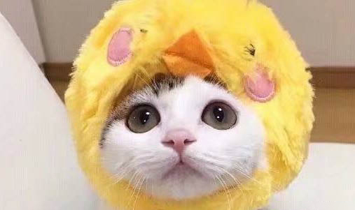 貓怎么看公母?