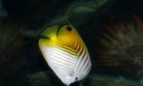 大斑馬魚和小斑馬魚能混養嗎