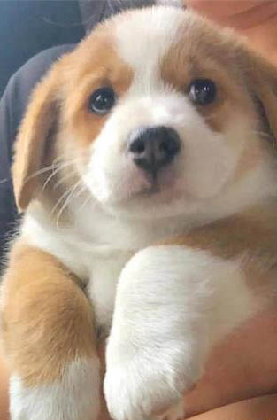 哪種狗狗不掉毛