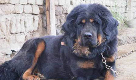 藏獒和比特犬哪個更厲害