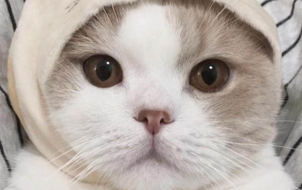 公貓的蛋蛋長在哪