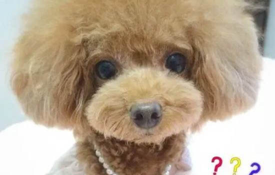 泰迪幼犬眼屎怎么去除
