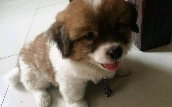 幼犬可以喝酸奶嗎?