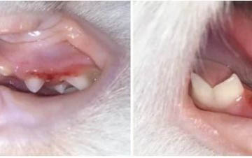 小貓嗓子突然啞了怎么辦