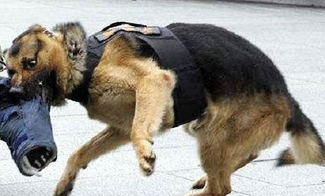 家庭護衛犬有哪些
