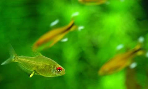 一眉道人魚還喜歡吃什么
