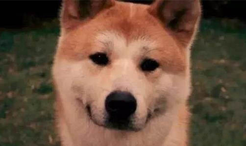 怎么讓狗狗和小孩相處