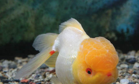 魚缸清理魚屎的好方法