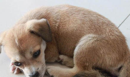 在家中如何正確飼養狗狗