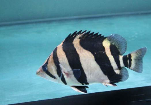 印尼虎魚能活多少年