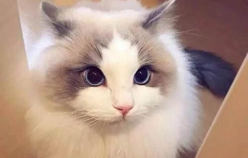 貓吃了辣椒怎么處理