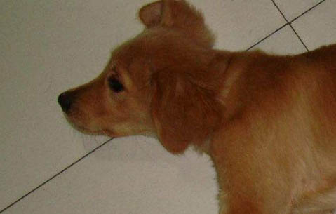 如何訓練金毛犬匍匐前進