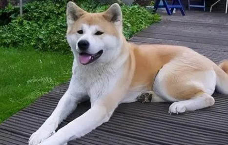 秋田犬和柴犬哪個貴