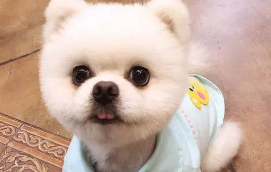 狗狗臨死前有哪些征兆?