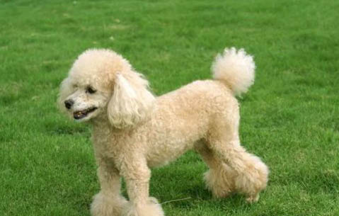迷你貴賓犬的價格是多少