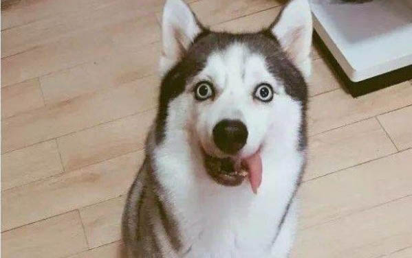 剛到家的狗狗晚上一直叫怎么辦