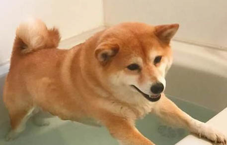 狗狗眼睛是紅色的是什么