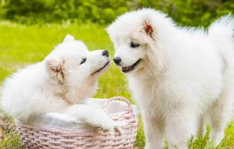 狗狗可以吃蘑菇類嗎？