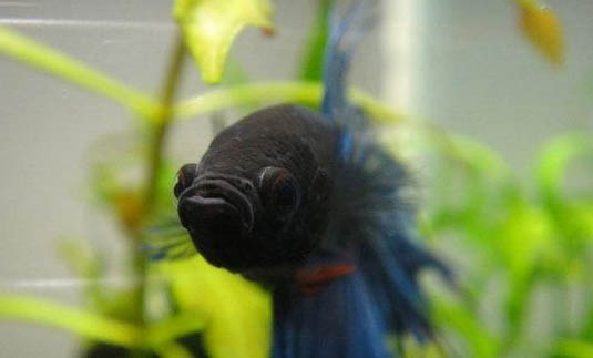 泰國斗魚需要打氧嗎