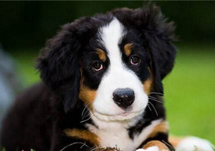 伯恩山犬哪里有賣