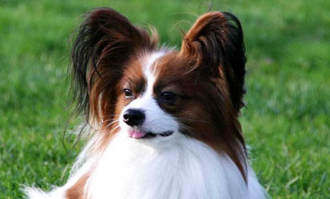 如何判斷是蝴蝶犬幼犬
