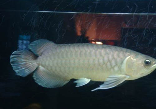 龍魚可以和其它魚混養嗎