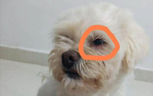 狗狗腿骨折了能自愈嗎