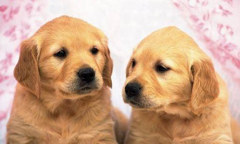 一個月的金毛犬如何養護