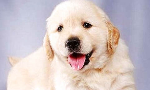 金毛犬多大開始訓練好