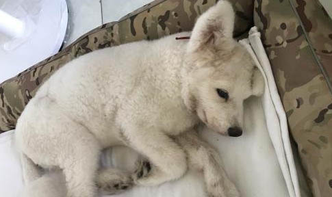 狗狗注射芯片對它身體有影響沒有?