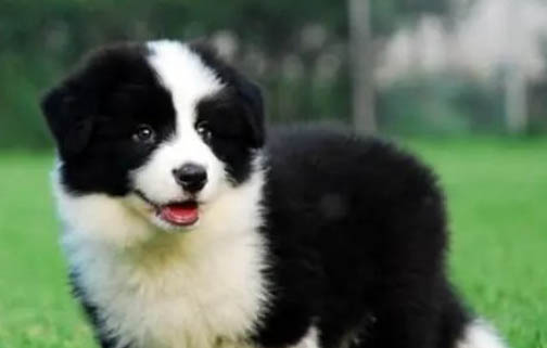 邊境牧羊犬發(fā)燒什么癥狀有哪些