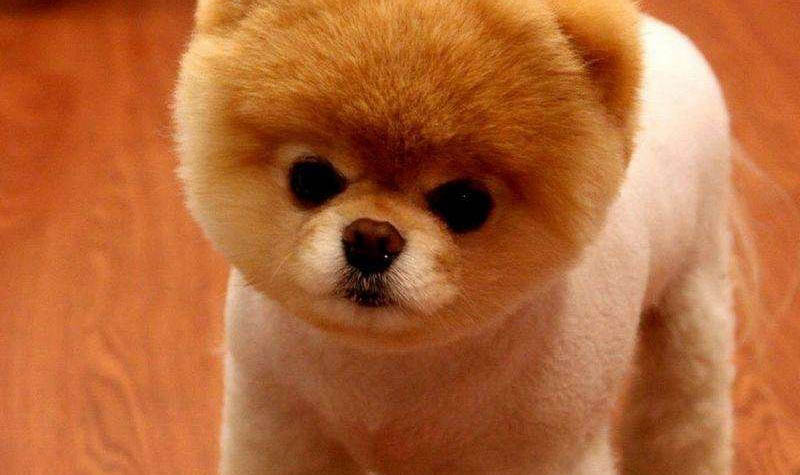 博美犬瘟初期癥狀有哪些