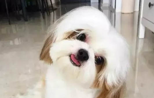 狗狗有螨蟲會有哪些癥狀