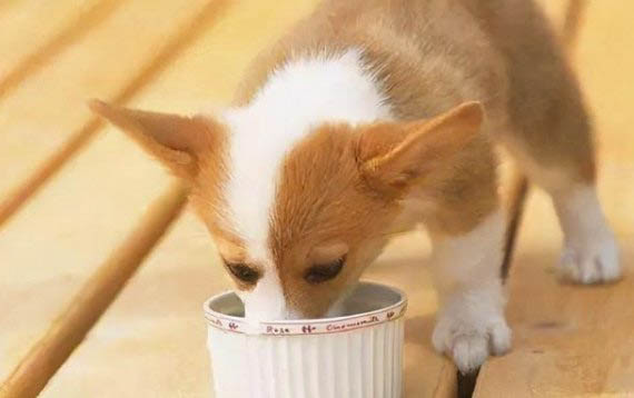 狗狗鼻子老是干不吃東西怎么回事