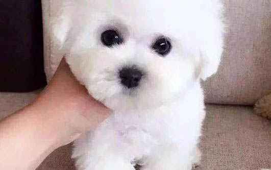 小狗鼻子發(fā)干怎么辦?