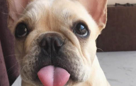 斗犬的品種有哪些