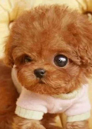 泰迪犬經常流眼淚是什么原因