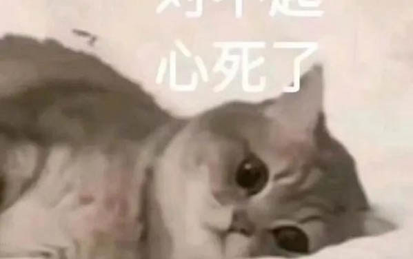 貓咪可以放籠子里養(yǎng)嗎